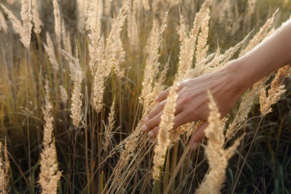 Hand fährt durch Gras im Sonnenlicht