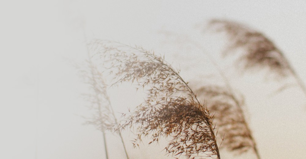 Im Wind wehendes Schilfrohr